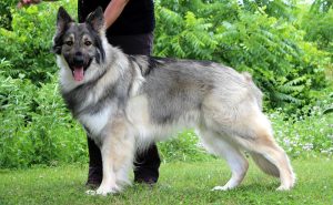 Shiloh Shepherd Puppies